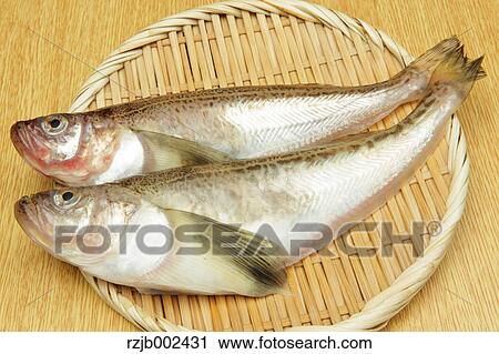 Sailfin Sandfish View Large Photo Image Stock Image - Sailfin Sandfish. Fotosearch