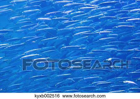 Sardine Herd View Large Photo Image Stock Photograph - Sardine Herd. Fotosearch