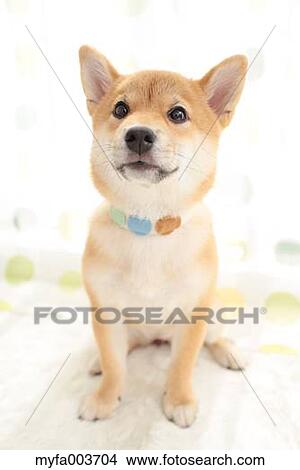 Shiba Inu View Large Photo Image Picture - Shiba Inu. Fotosearch