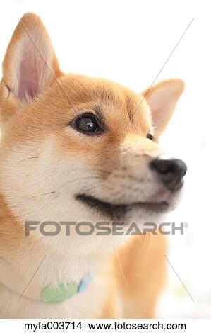 Picture - Shiba Inu. Fotosearch