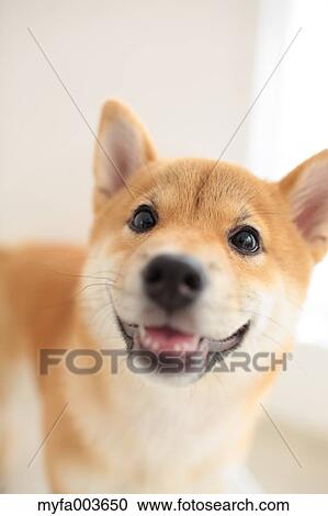 Shiba Inu View Large Photo Image Stock Image - Shiba Inu. Fotosearch