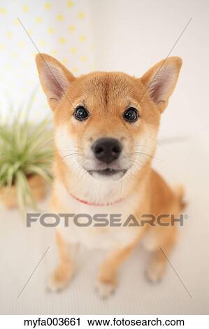 Shiba Inu View Large Photo Image Stock Image - Shiba Inu. Fotosearch
