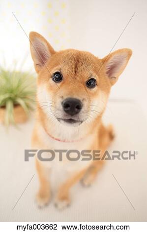 Shiba Inu View Large Photo Image Stock Image - Shiba Inu. Fotosearch