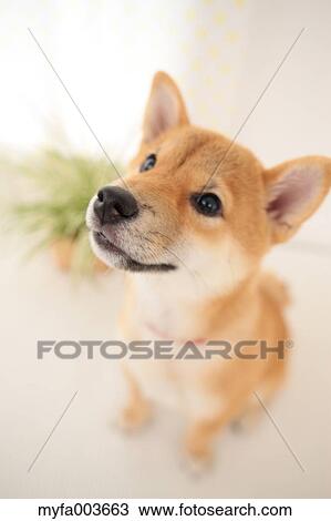 Shiba Inu View Large Photo Image Stock Image - Shiba Inu. Fotosearch