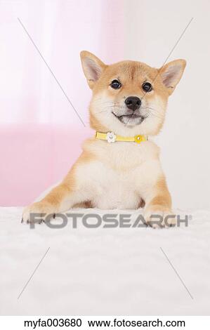 Shiba Inu View Large Photo Image Stock Image - Shiba Inu. Fotosearch