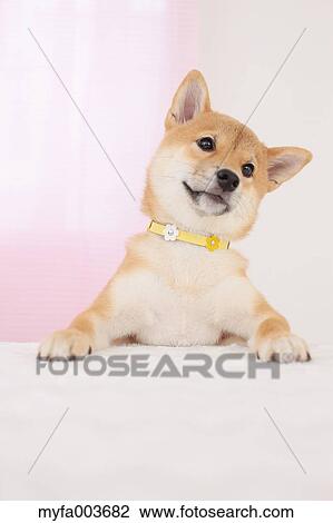 Shiba Inu View Large Photo Image Stock Image - Shiba Inu. Fotosearch