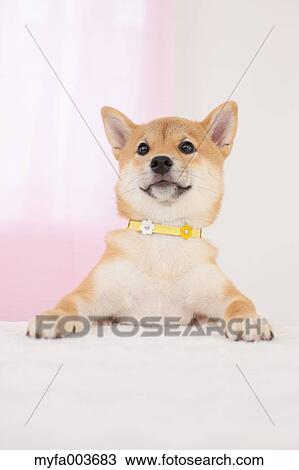Shiba Inu View Large Photo Image Stock Image - Shiba Inu. Fotosearch