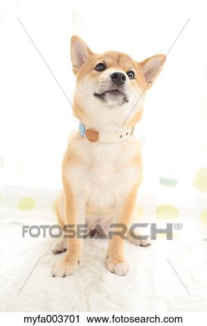 Shiba Inu View Large Photo Image Stock Image - Shiba Inu. Fotosearch