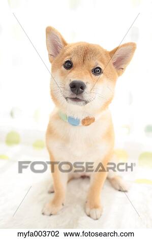 Stock Image - Shiba Inu. Fotosearch