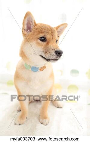 Shiba Inu View Large Photo Image Stock Image - Shiba Inu. Fotosearch
