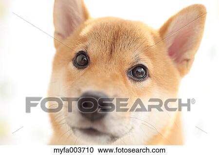 Shiba Inu View Large Photo Image Stock Image - Shiba Inu. Fotosearch
