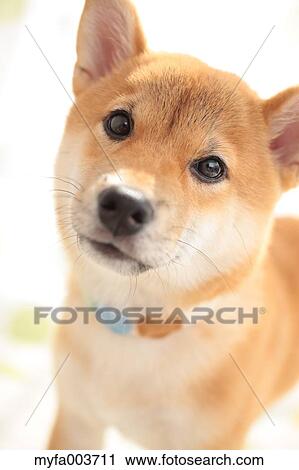 Shiba Inu View Large Photo Image Stock Image - Shiba Inu. Fotosearch