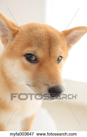 Shiba Inu View Large Photo Image Stock Photo - Shiba Inu. Fotosearch