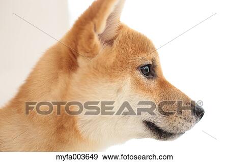 Shiba Inu View Large Photo Image Stock Photo - Shiba Inu. Fotosearch