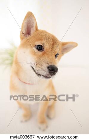 Shiba Inu View Large Photo Image Stock Photo - Shiba Inu. Fotosearch