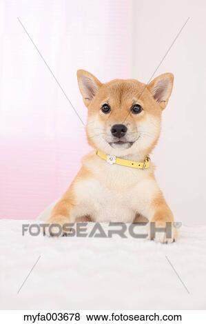 Shiba Inu View Large Photo Image Stock Photo - Shiba Inu. Fotosearch