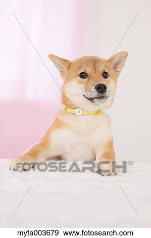 Shiba Inu View Large Photo Image Stock Photo - Shiba Inu. Fotosearch