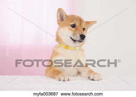 Shiba Inu View Large Photo Image Stock Photo - Shiba Inu. Fotosearch