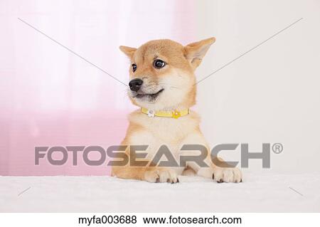 Shiba Inu View Large Photo Image Stock Photo - Shiba Inu. Fotosearch