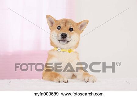 Shiba Inu View Large Photo Image Stock Photo - Shiba Inu. Fotosearch