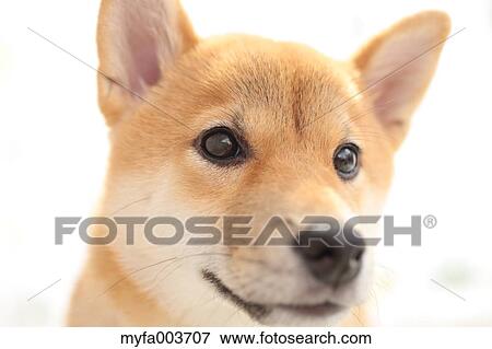 Shiba Inu View Large Photo Image Stock Photo - Shiba Inu. Fotosearch