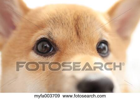 Shiba Inu View Large Photo Image Stock Photo - Shiba Inu. Fotosearch