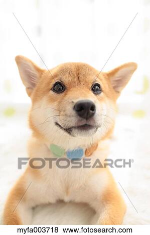 Shiba Inu View Large Photo Image Stock Photo - Shiba Inu. Fotosearch