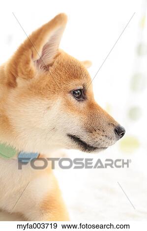 Shiba Inu View Large Photo Image Stock Photo - Shiba Inu. Fotosearch