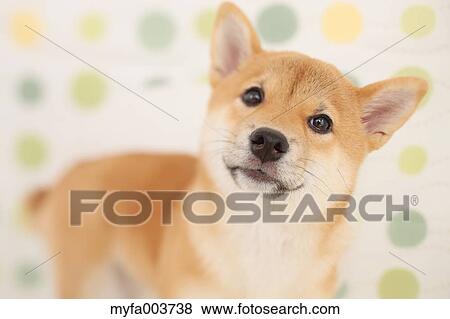 Stock Photo - Shiba Inu. Fotosearch