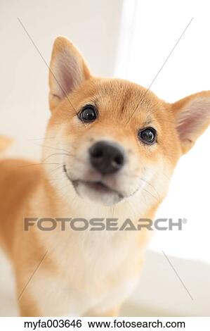 Shiba Inu View Large Photo Image Stock Photograph - Shiba Inu. Fotosearch