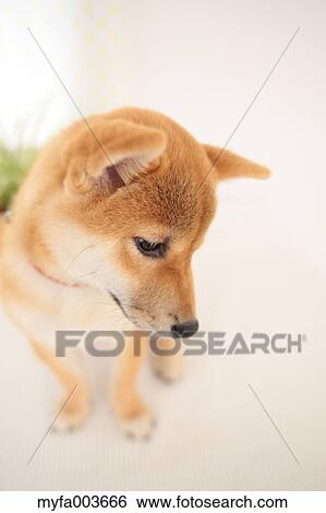 Shiba Inu View Large Photo Image Stock Photograph - Shiba Inu. Fotosearch