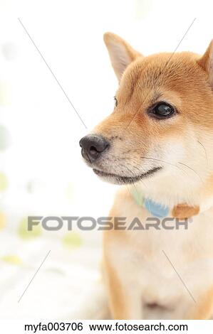 Shiba Inu View Large Photo Image Stock Photograph - Shiba Inu. Fotosearch