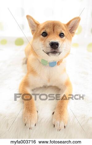 Stock Photograph - Shiba Inu. Fotosearch