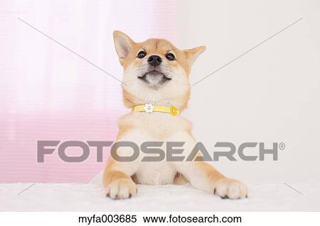 Shiba Inu View Large Photo Image Stock Photography - Shiba Inu. Fotosearch