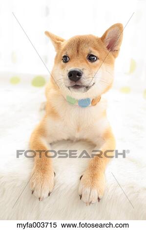 Shiba Inu View Large Photo Image Stock Photography - Shiba Inu. Fotosearch