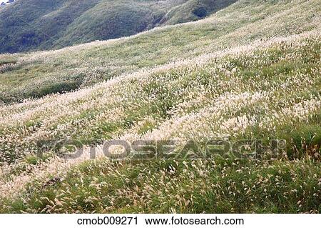Shizuoka Prefecture, Japan View Large Photo Image Stock Image - Shizuoka Prefecture, Japan. Fotosearch