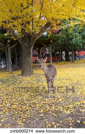 Picture - Sika Deer. Fotosearch