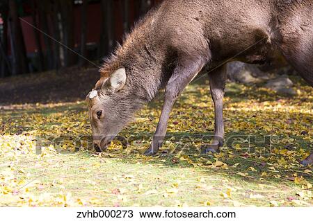 Stock Image - Sika Deer. Fotosearch