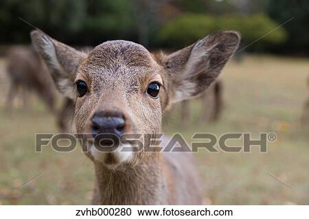 Stock Image - Sika Deer. Fotosearch