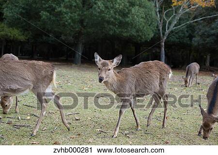 Sika Deer View Large Photo Image Stock Image - Sika Deer. Fotosearch