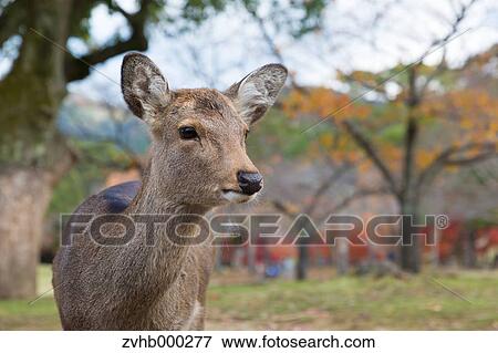 Stock Photo - Sika Deer. Fotosearch