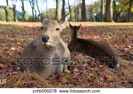 Sika Deer View Large Photo Image Stock Photo - Sika Deer. Fotosearch