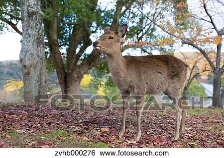 Stock Photograph - Sika Deer. Fotosearch