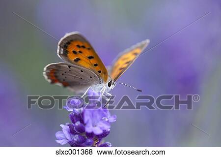 Stock Photo - Small Copper. Fotosearch