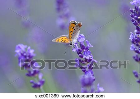 Small Copper View Large Photo Image Stock Photo - Small Copper. Fotosearch