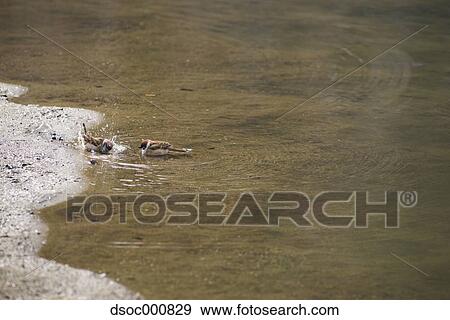 Sparrows bathing View Large Photo Image Stock Photo - Sparrows bathing. Fotosearch