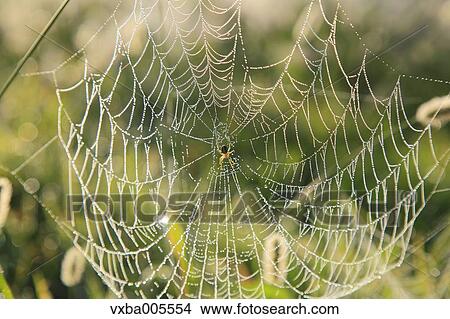 Spider Web View Large Photo Image Picture - Spider Web. Fotosearch