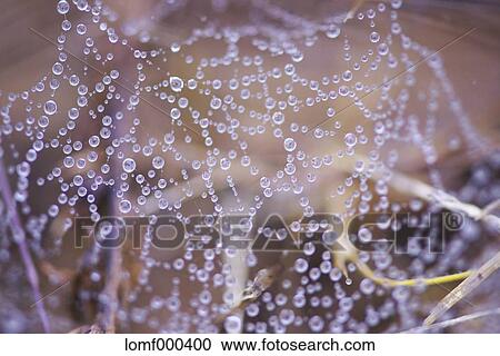 Spider Web View Large Photo Image Stock Image - Spider Web. Fotosearch