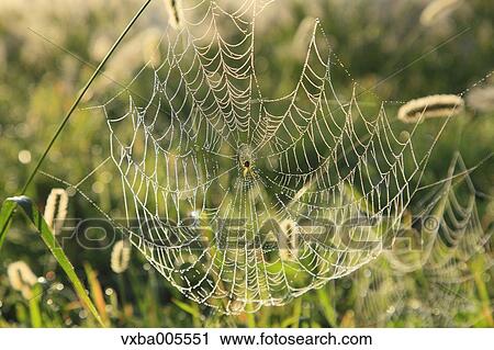 Spider Web View Large Photo Image Stock Image - Spider Web. Fotosearch