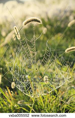 Spider Web View Large Photo Image Stock Image - Spider Web. Fotosearch